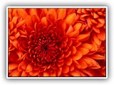 Chrysanthemum